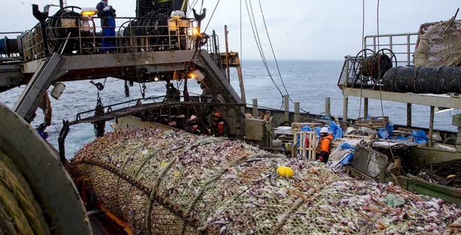 Приморье и Сахалин экспортировали за рубеж более 225 тысяч тонн рыбы